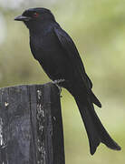 Fork-tailed Drongo