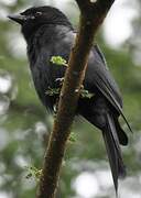 Fork-tailed Drongo