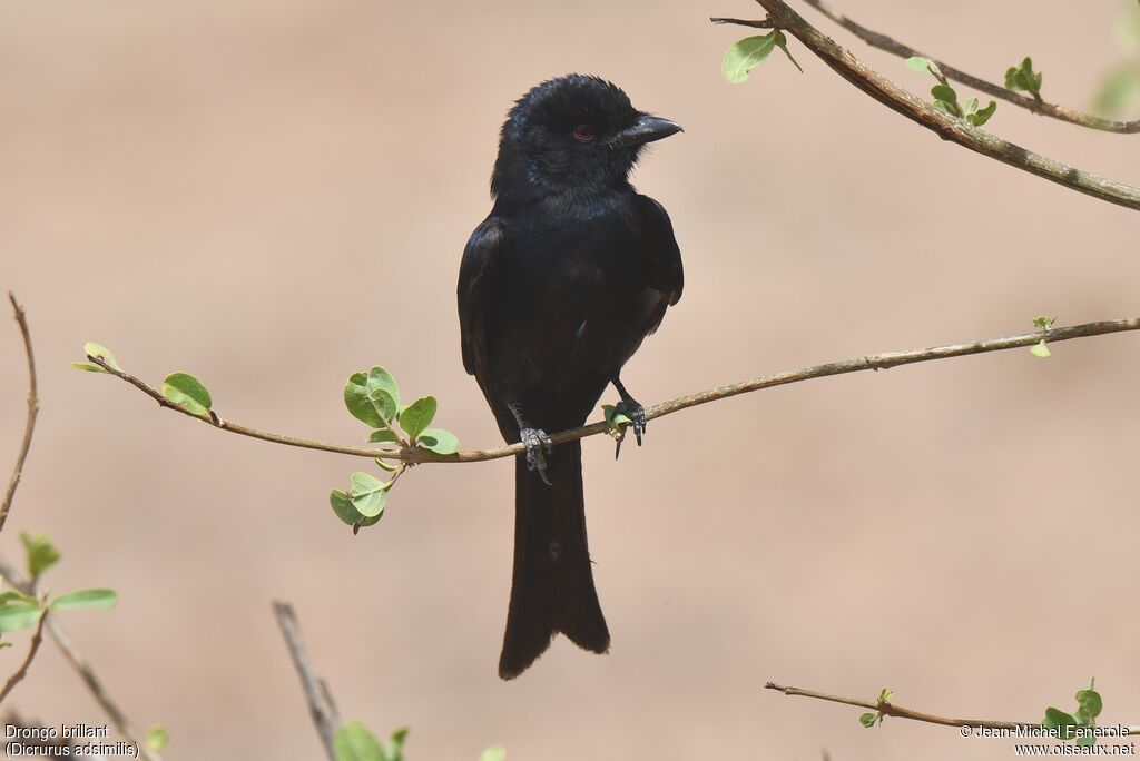 Fork-tailed Drongo