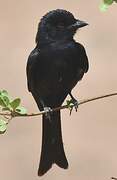 Fork-tailed Drongo