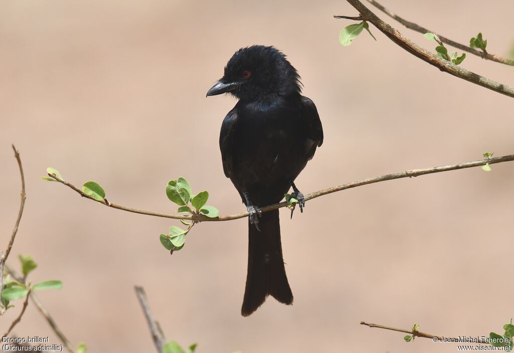 Fork-tailed Drongo