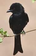 Fork-tailed Drongo