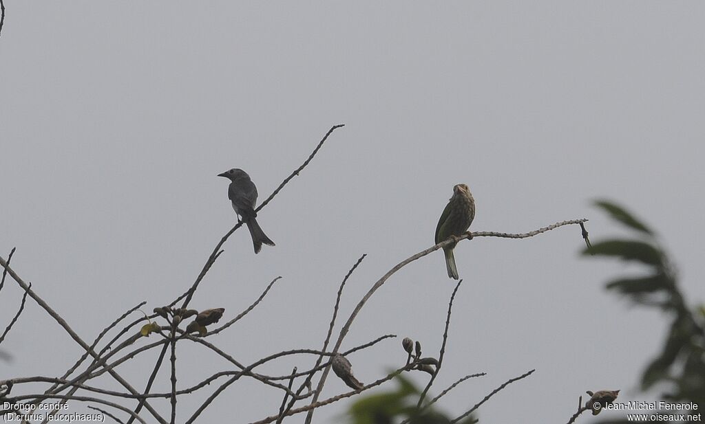 Drongo cendré