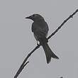 Drongo cendré