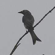 Ashy Drongo