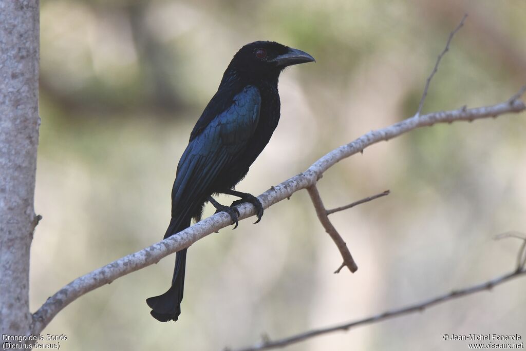 Drongo de la Sonde