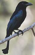 Wallacean Drongo