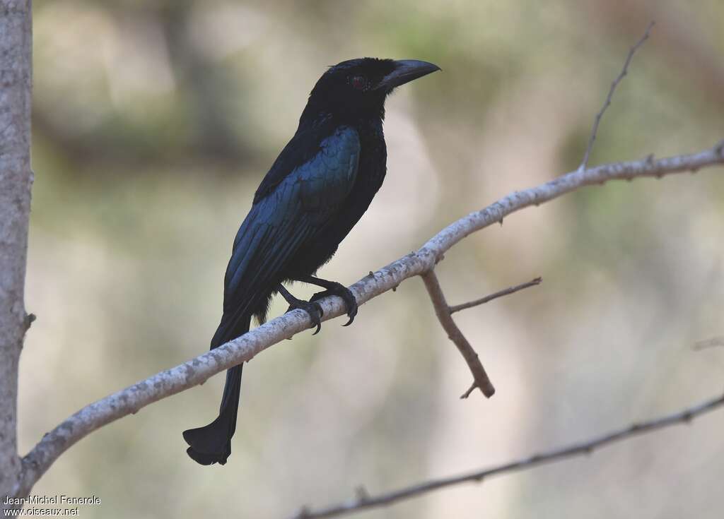 Wallacean Drongo