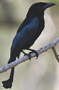 Wallacean Drongo