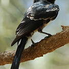 Drongo malgache