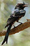 Drongo malgache