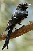 Crested Drongo