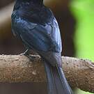 Drongo pailleté