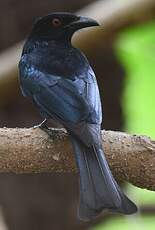 Drongo pailleté