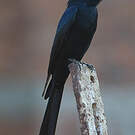 Drongo royal