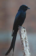 Black Drongo