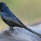 Drongo royal
