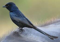 Drongo royal