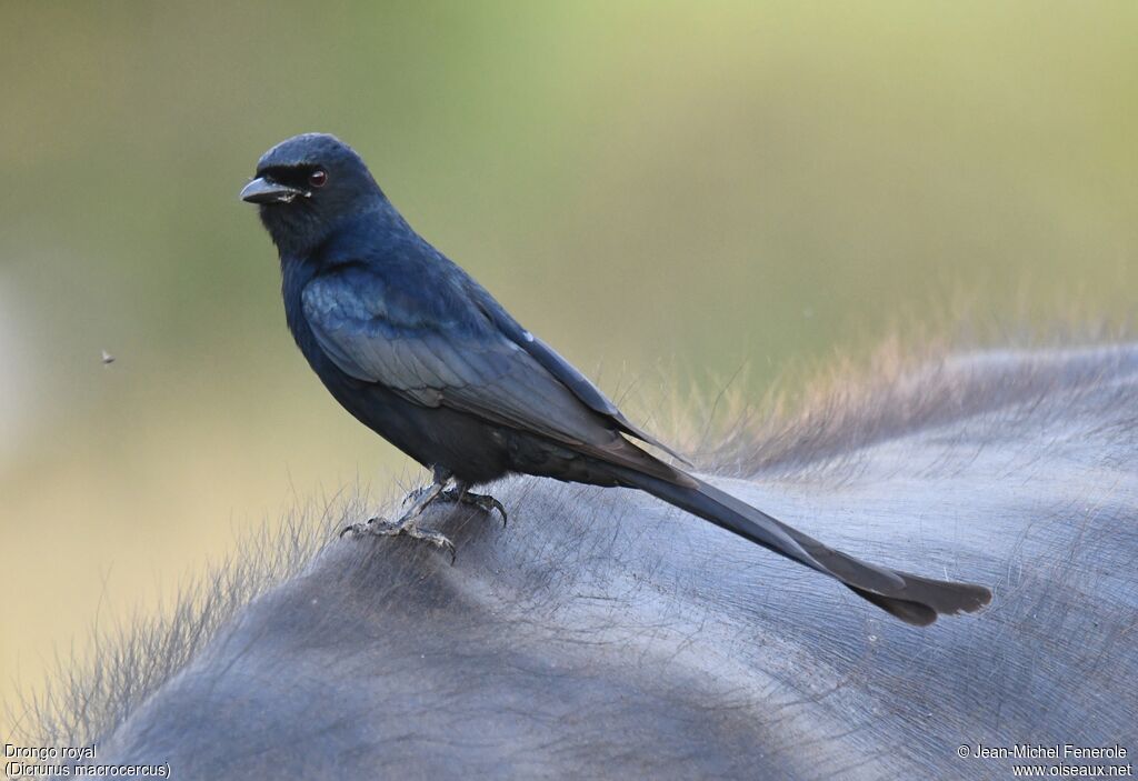 Drongo royal