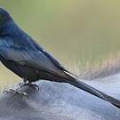 Drongo royal