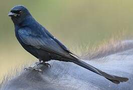 Black Drongo