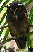 Crested Owl