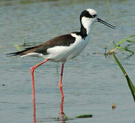 White-backed Stilt