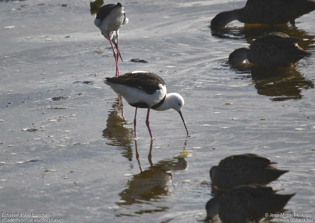 Banded Stilt