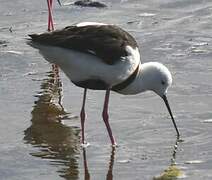 Banded Stilt