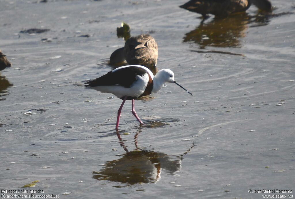 Banded Stilt