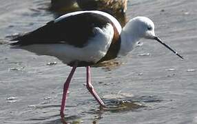 Banded Stilt