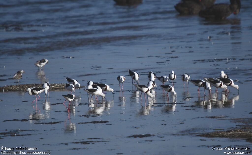 Banded Stilt