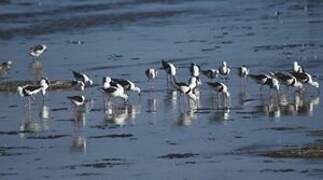 Banded Stilt