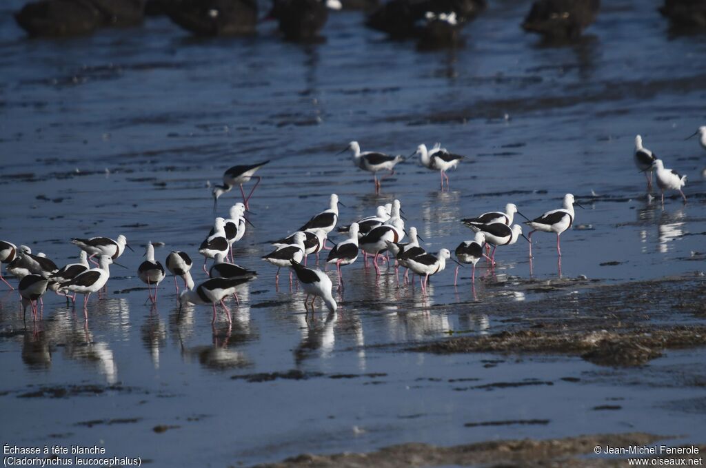 Banded Stilt