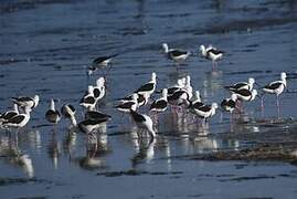 Banded Stilt