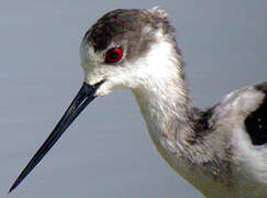 Black-winged Stilt