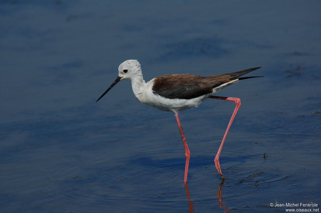 Black-winged Stilt