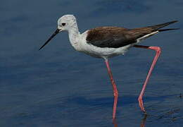 Black-winged Stilt