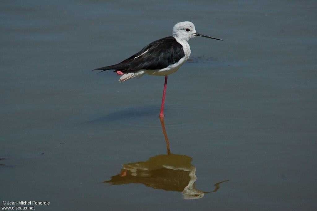 Black-winged Stilt