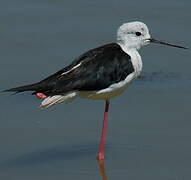 Black-winged Stilt