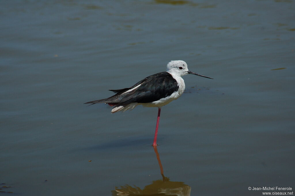 Black-winged Stilt