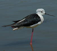 Black-winged Stilt