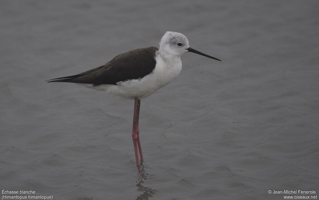 Black-winged Stilt