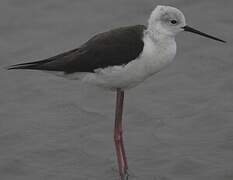 Black-winged Stilt