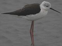 Black-winged Stilt