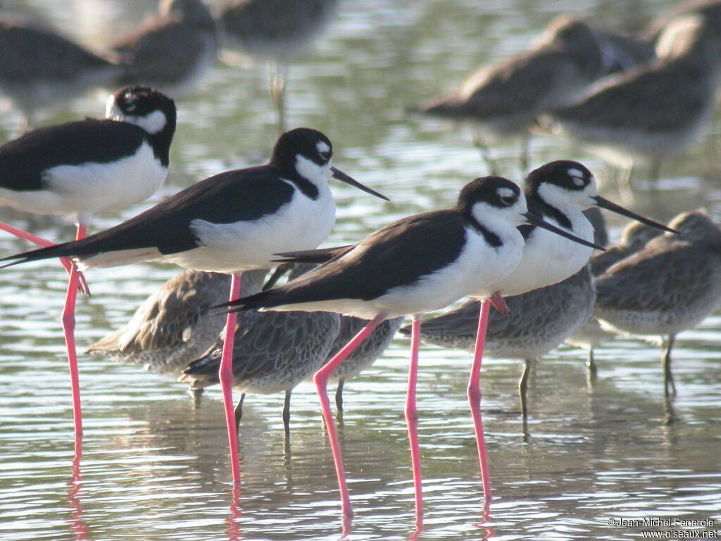 Black-necked Stilt