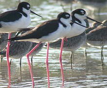 Black-necked Stilt