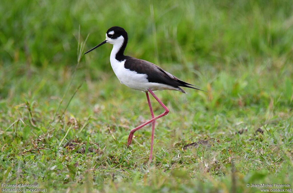 Black-necked Stilt