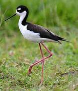 Black-necked Stilt