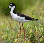 Black-necked Stilt